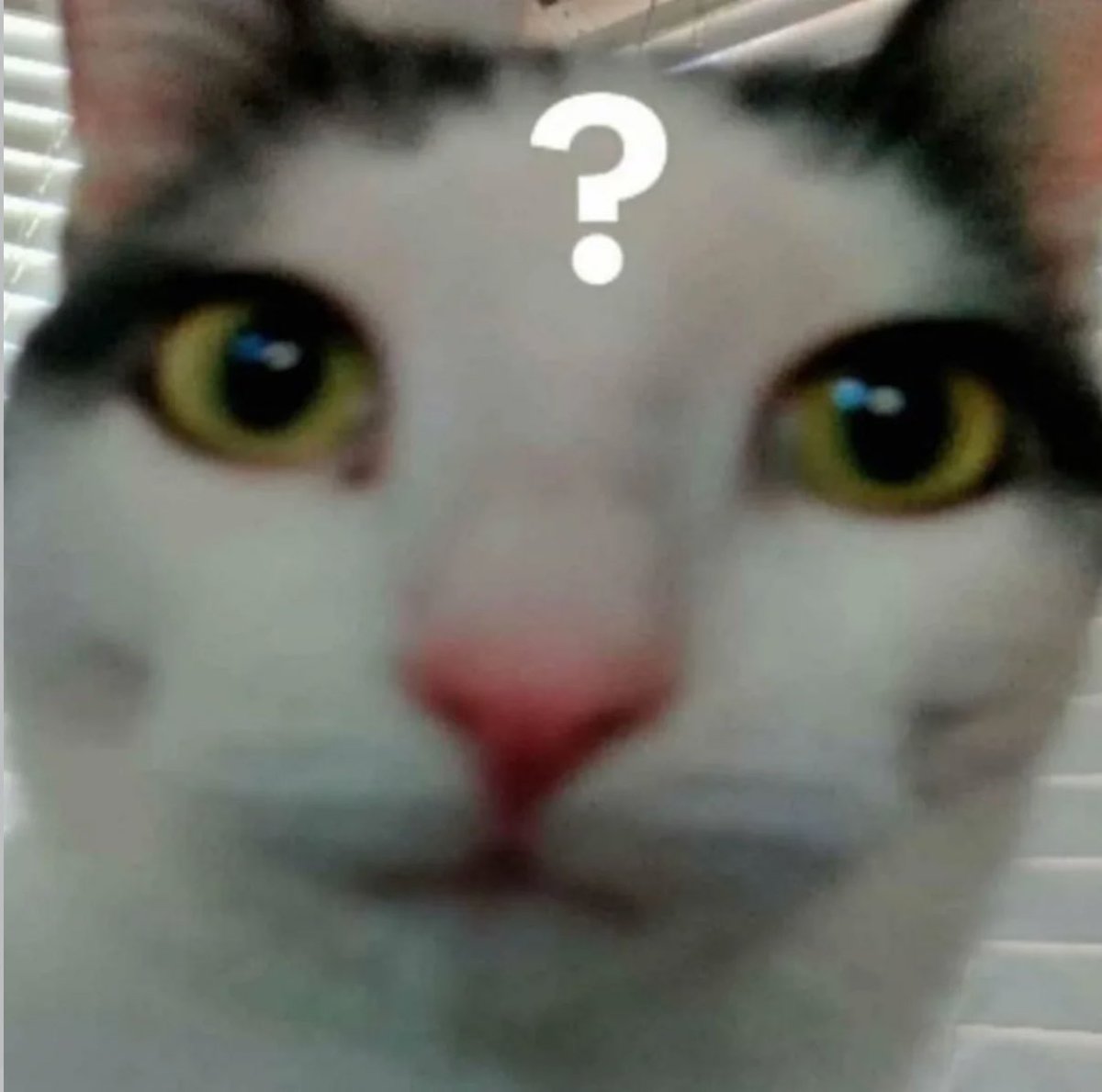 gatos fazendo gatices tweet media