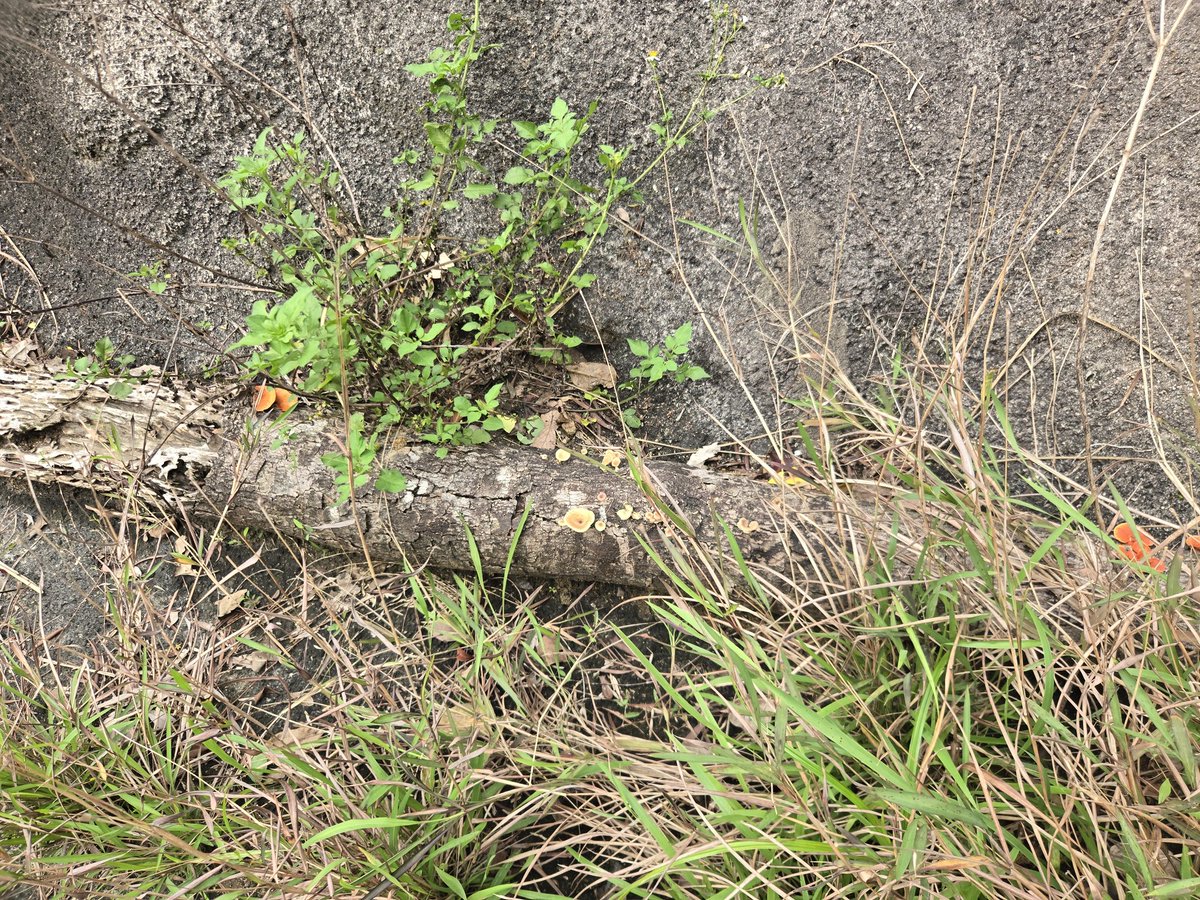 Peter Lidsky tweet media