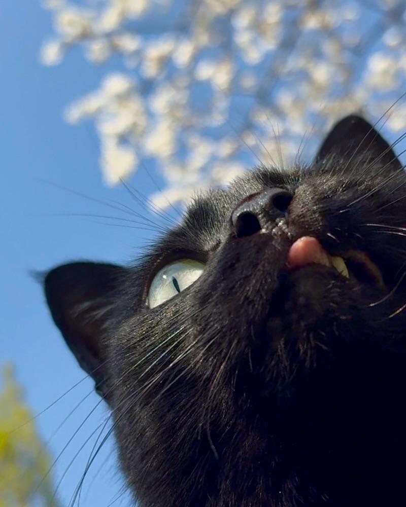 Purely Green tweet media