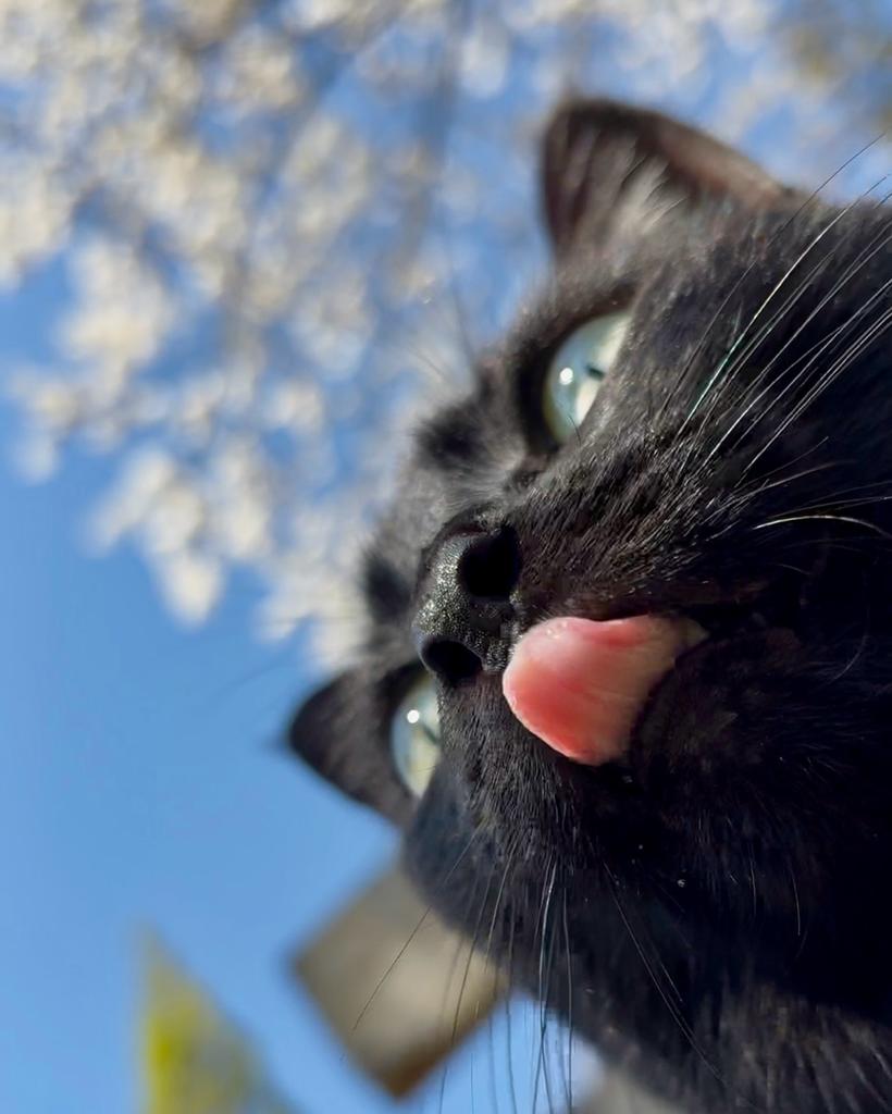 Purely Green tweet media