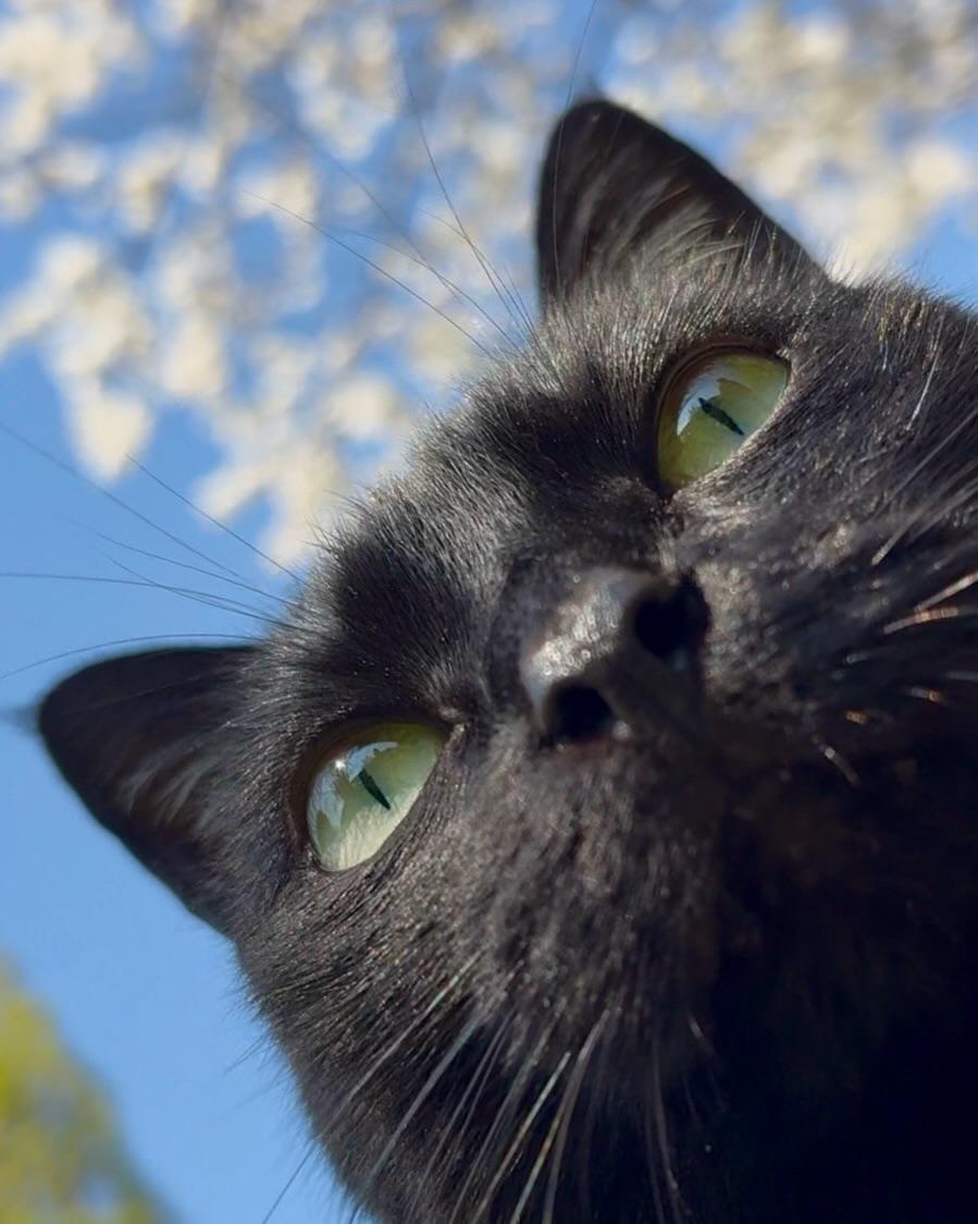 Purely Green tweet media