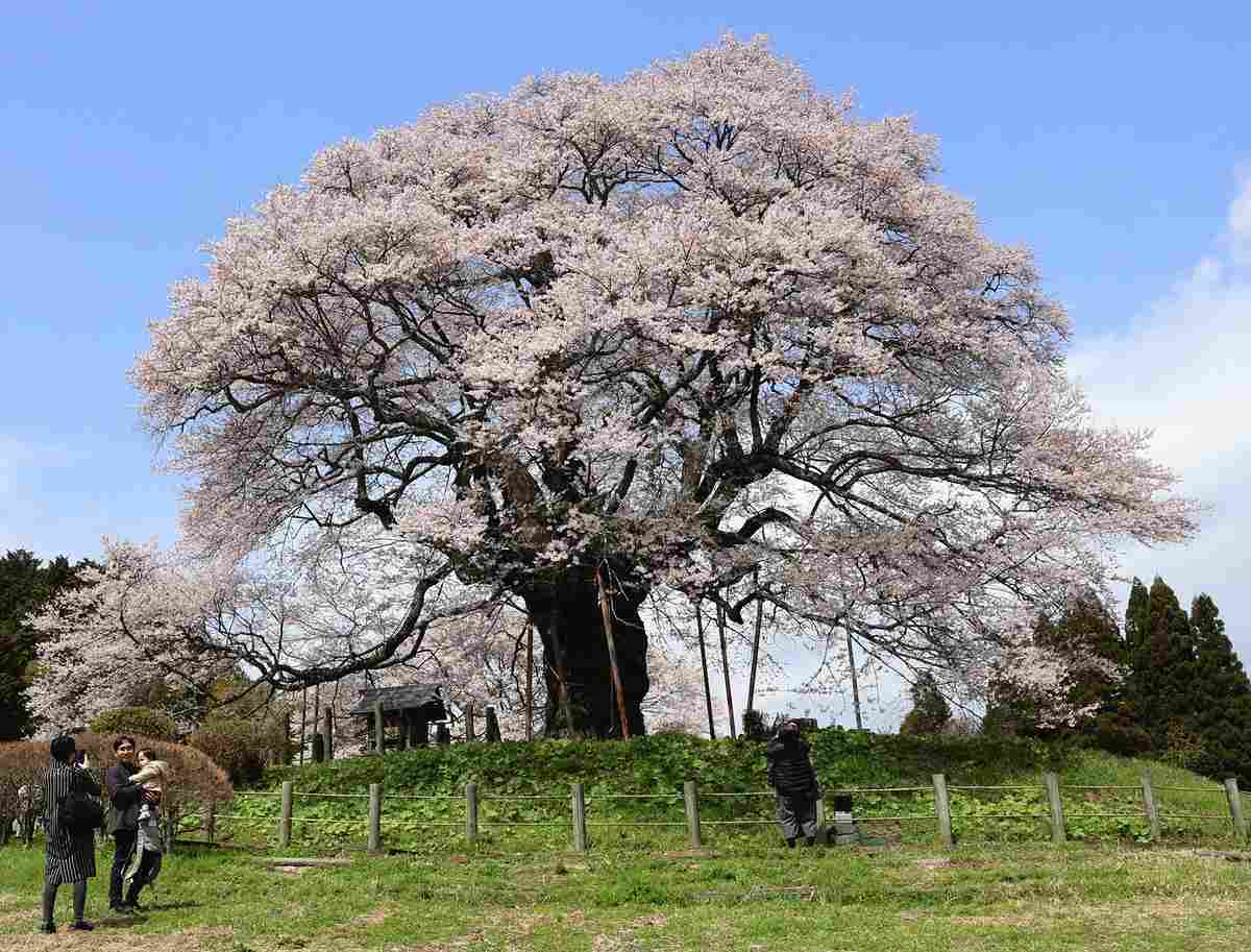 CEREZOS EN PLENA FLORACIÓN EN LA PREFECTURA DE OKAYAMA

La floración de los cerezos alcanzó su máximo esplendor en muchas partes de la prefectura de Okayama.

instagram.com/p/DWx-jaXlrXU/…