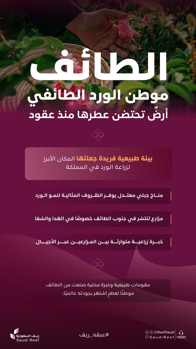 ReefSaudi's tweet photo. في الطائف ومن أعالي الهدا والشفا.. يفوح عبق الأصالة
حيث تلتقي الخبرة الزراعية المتوارثة مع المناخ الجبلي المعتدل، يعمل برنامج #ريف_السعودية على تطوير هذه المزايا الطبيعية لتتحول مقوماتها إلى قطاع إنتاجي منافس عالميََا.

#عبقه_ريف
#عطاء_ونماء https://t.co/vgK7z21cGr