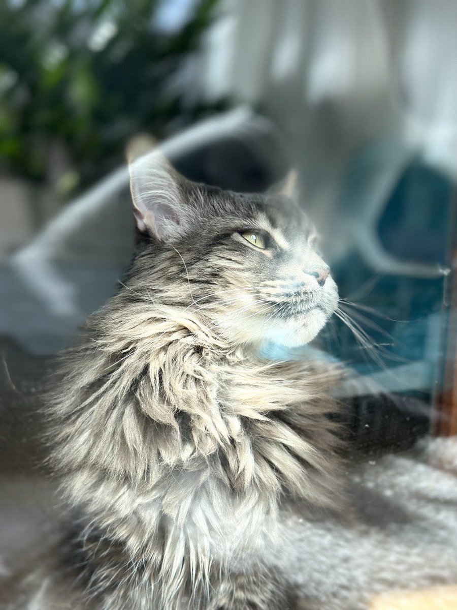 Maxim Elfimov tweet media