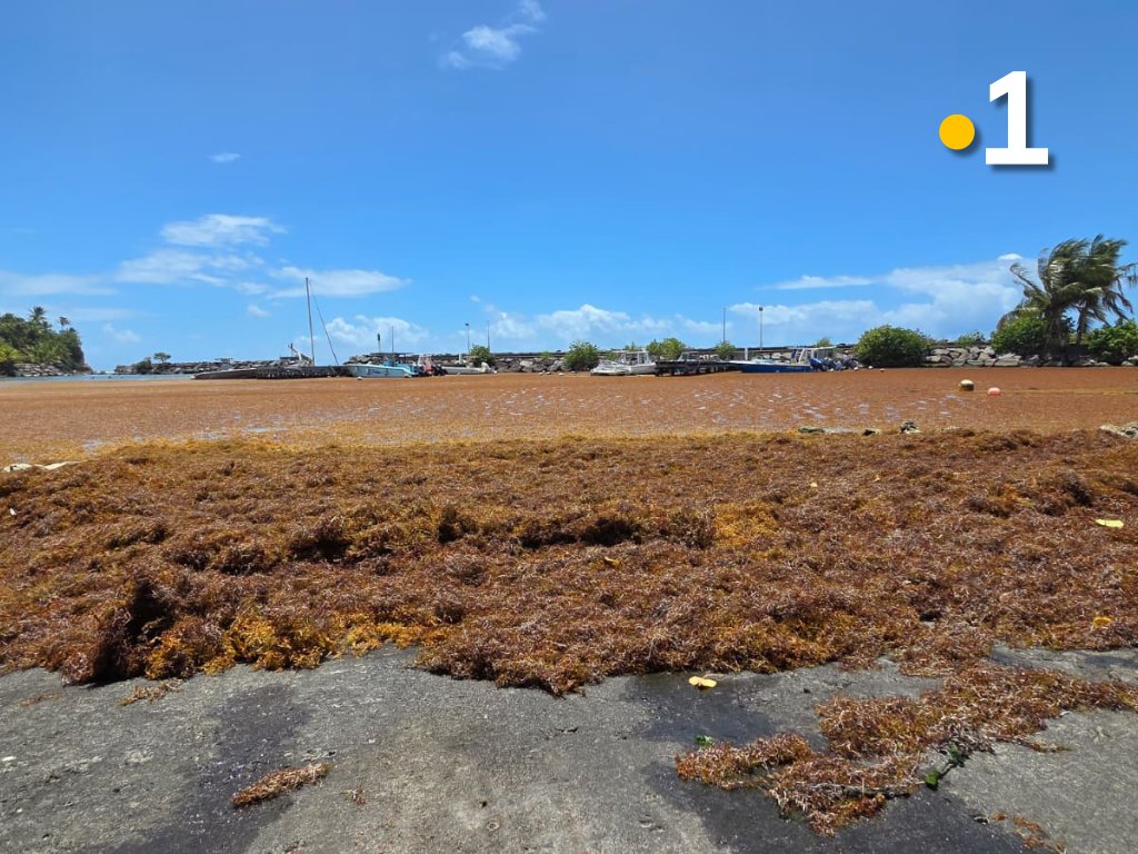 Guadeloupe la 1ère tweet media