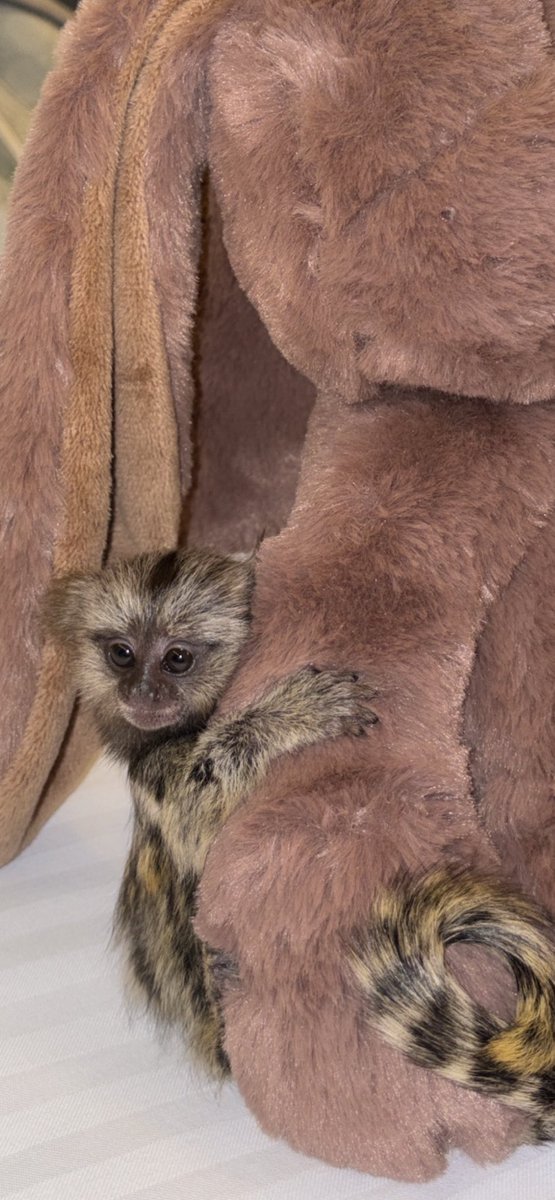 say wassup to emilio