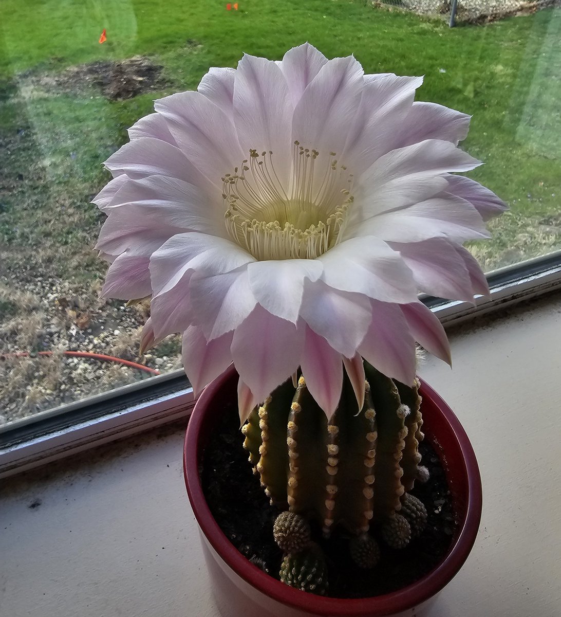 Nan 🌏🕊️ tweet media