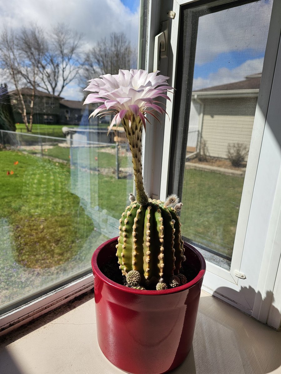 Nan 🌏🕊️ tweet media