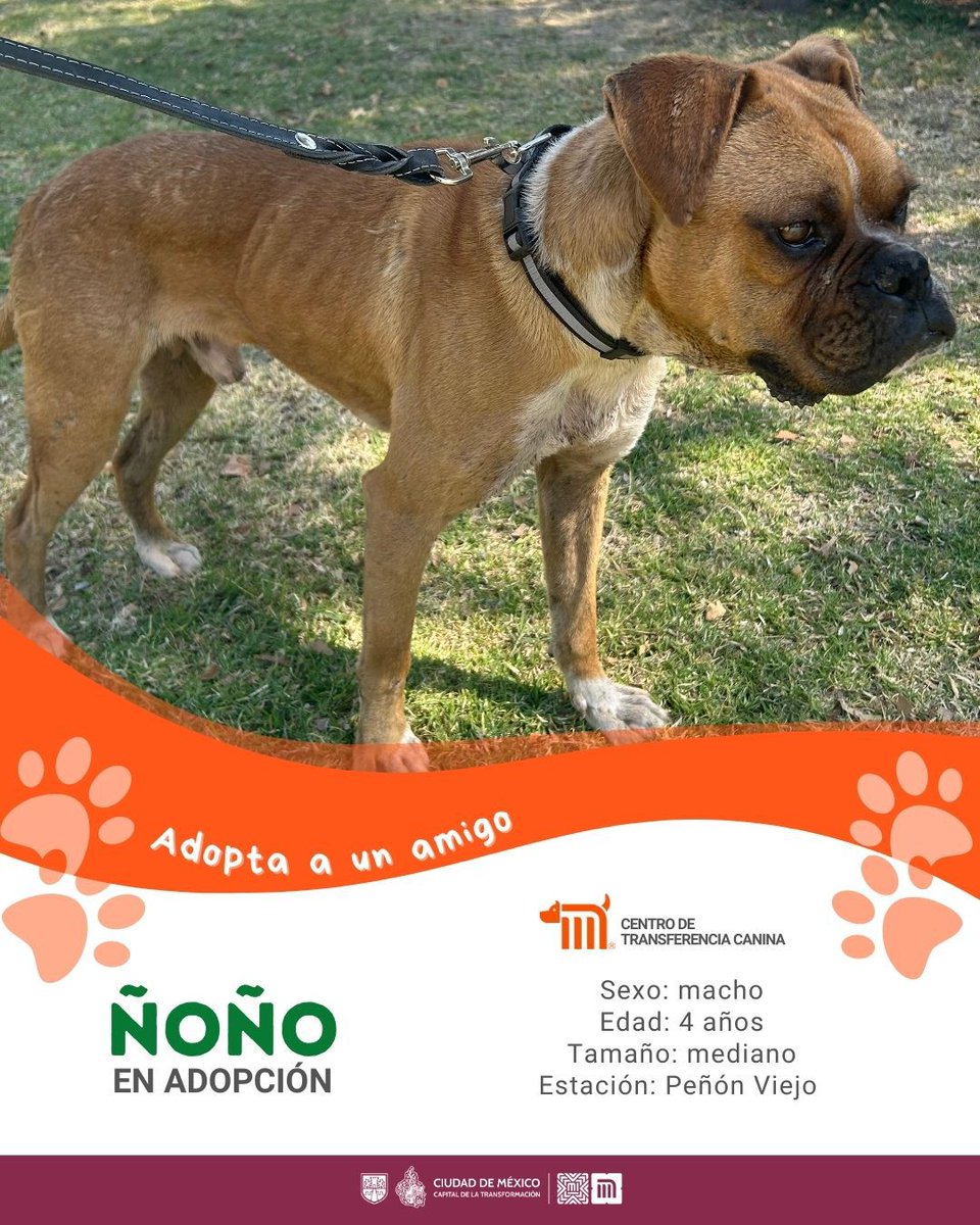 ctcdelmetro's tweet image. ¡Él es Ñoño!  🐶 

🐾Edad:  4 años. 
🐾Rescatado:  Peñón Viejo, Línea A
🐾Tamaño: Mediano.

¿Te animas a darle una segunda oportunidad?   Si te interesa adoptarlo, consulta los requisitos en: bit.ly/41Z16Cd #AdoptaMetro #AdoptaAUnAmigo #AdoptaNoCompres 🏡🖤