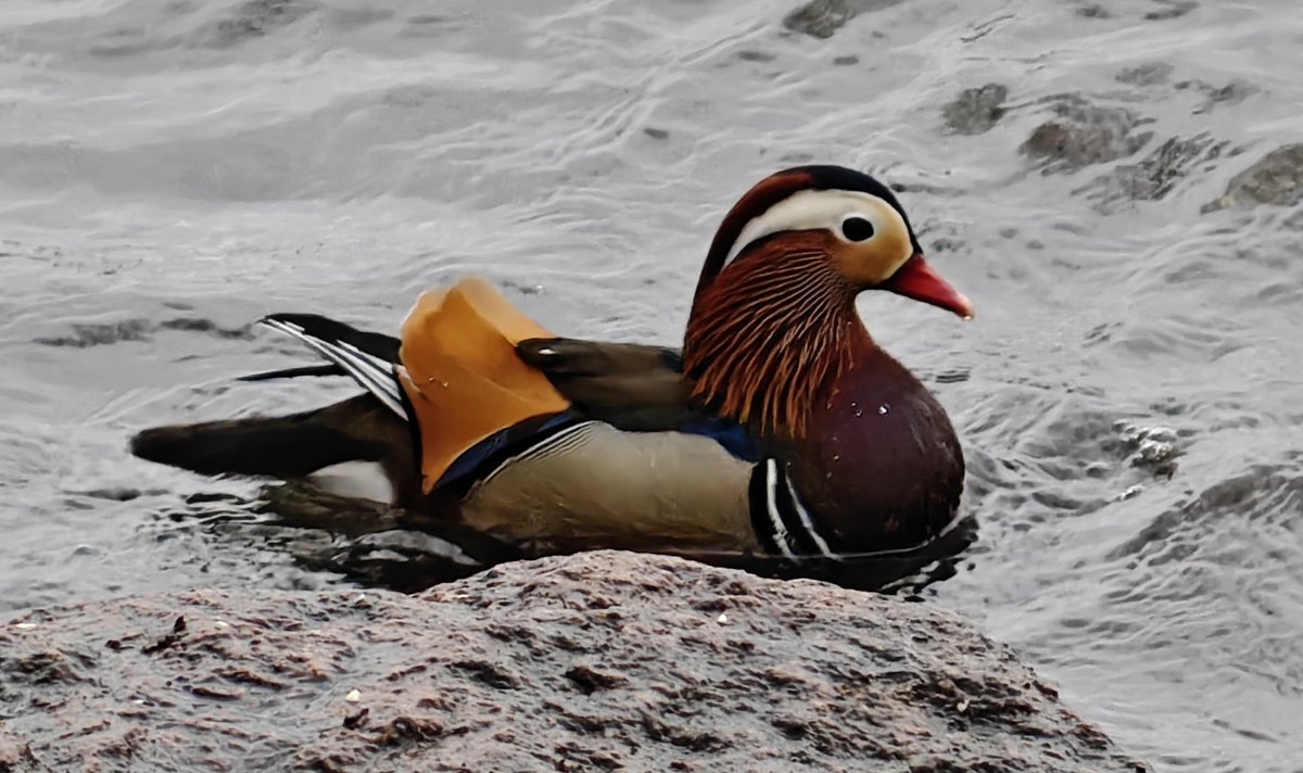 Kai Lindegren 🇫🇮 🇺🇦 tweet media