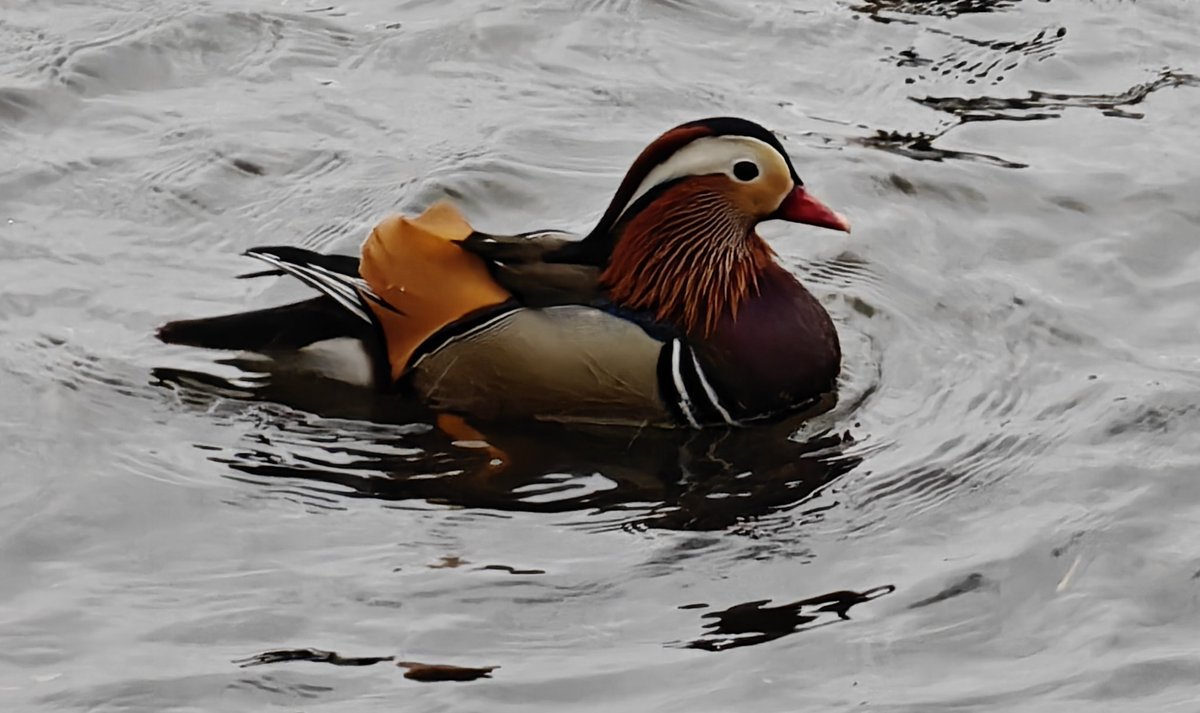 Kai Lindegren 🇫🇮 🇺🇦 tweet media