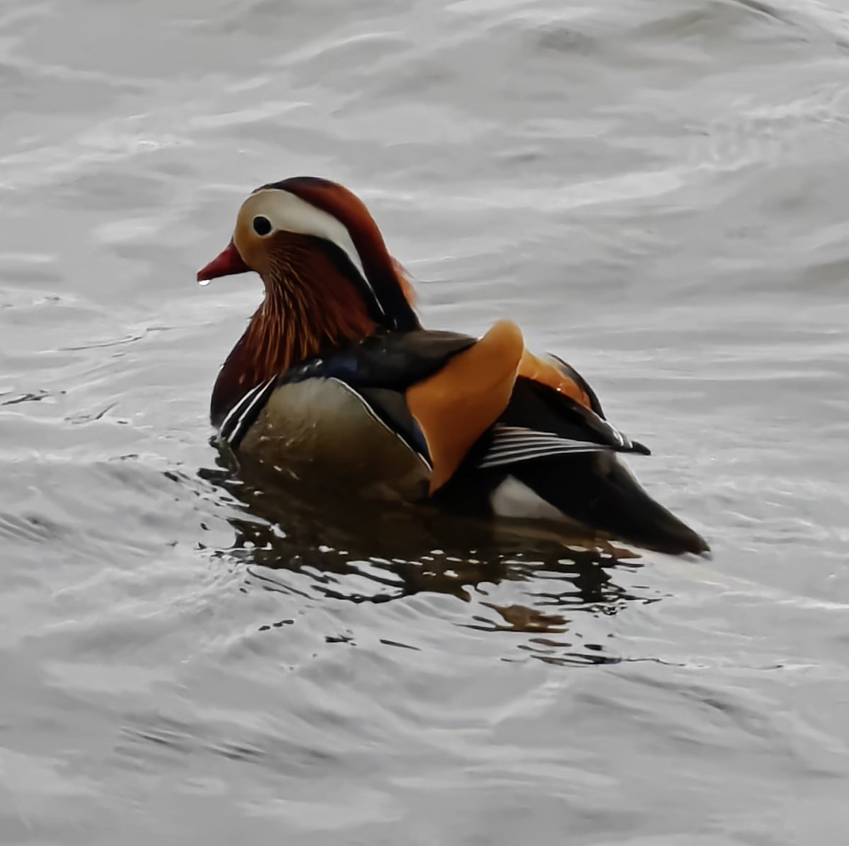 Kai Lindegren 🇫🇮 🇺🇦 tweet media