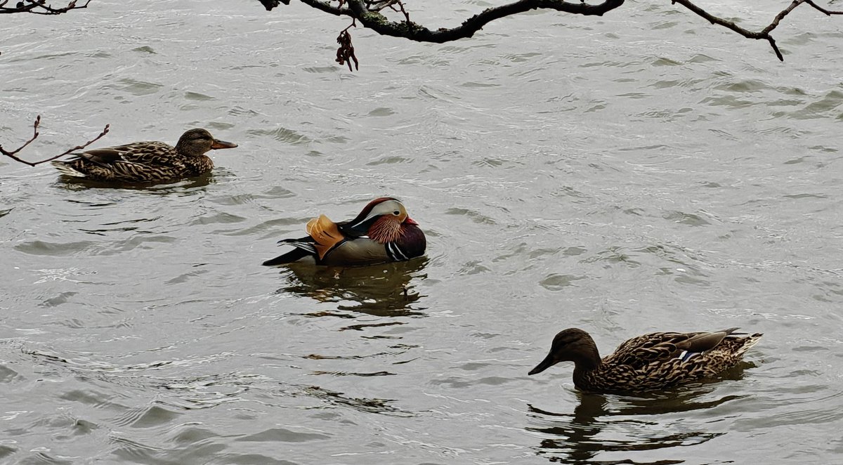 Kai Lindegren 🇫🇮 🇺🇦 tweet media