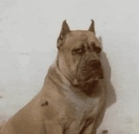 Carlos Alonso tweet media