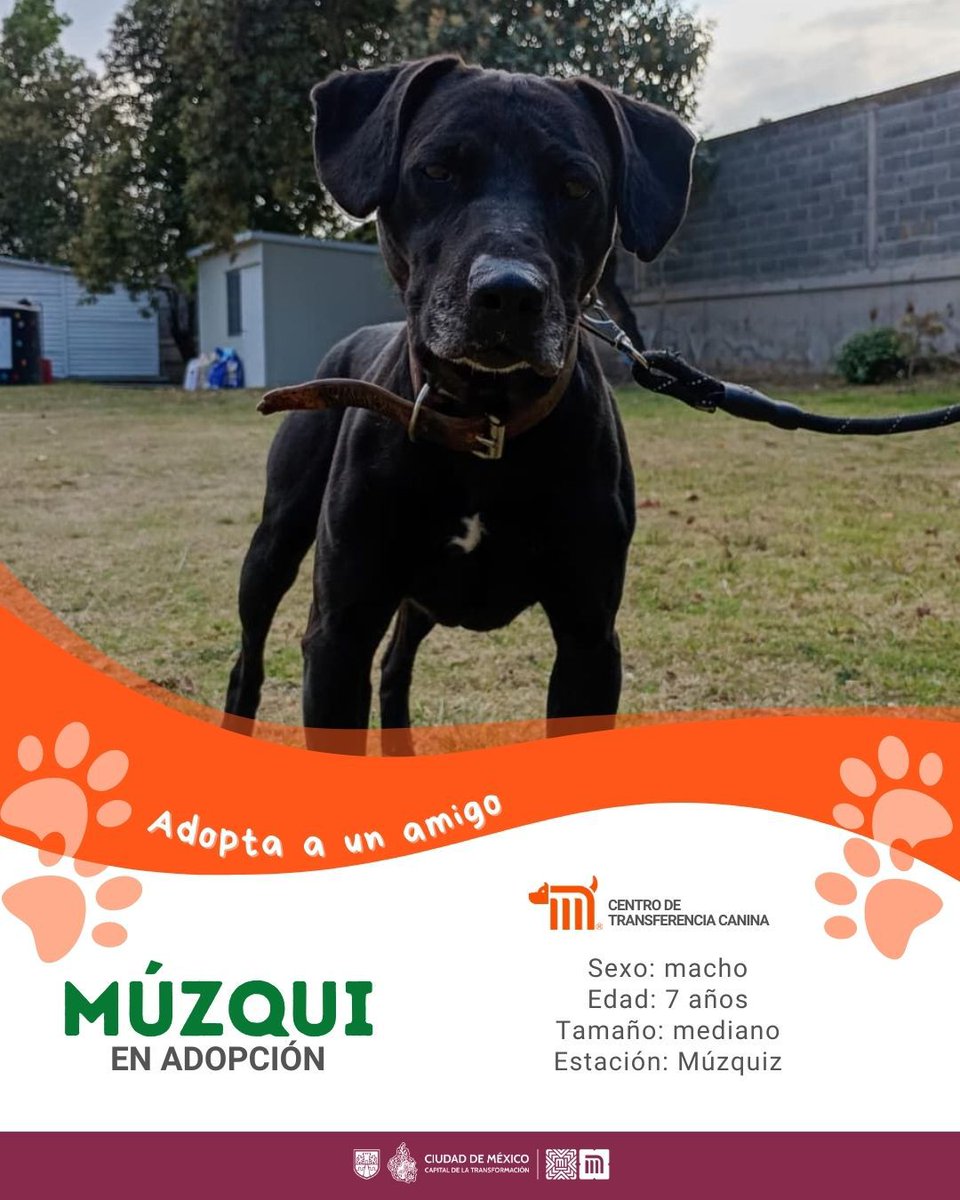 ctcdelmetro's tweet image. ¡Múzqui está listo para ser parte de tu vida! 🐶
Tiene 7 años, es de tamaño mediano y es muy cariñoso.
Ven a conocerlo en el #CTCDelMetro y déjate conquistar por su ternura. Consulta los requisitos de adopción aquí 👉 bit.ly/41Z16Cd🏡🐾

#AdoptaNoCompres #AdoptaAUnAmigo