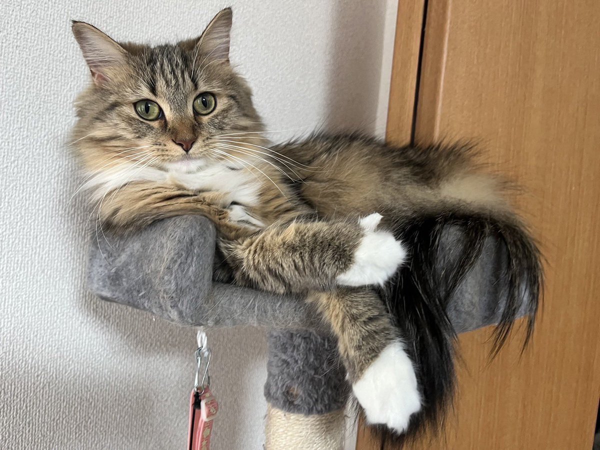 猫のノチェロ tweet media