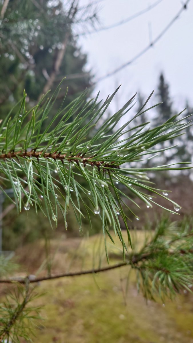 Raija Nuutilainen tweet media