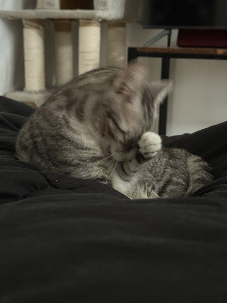 Mai Noboshi 🔮☠️ tweet media