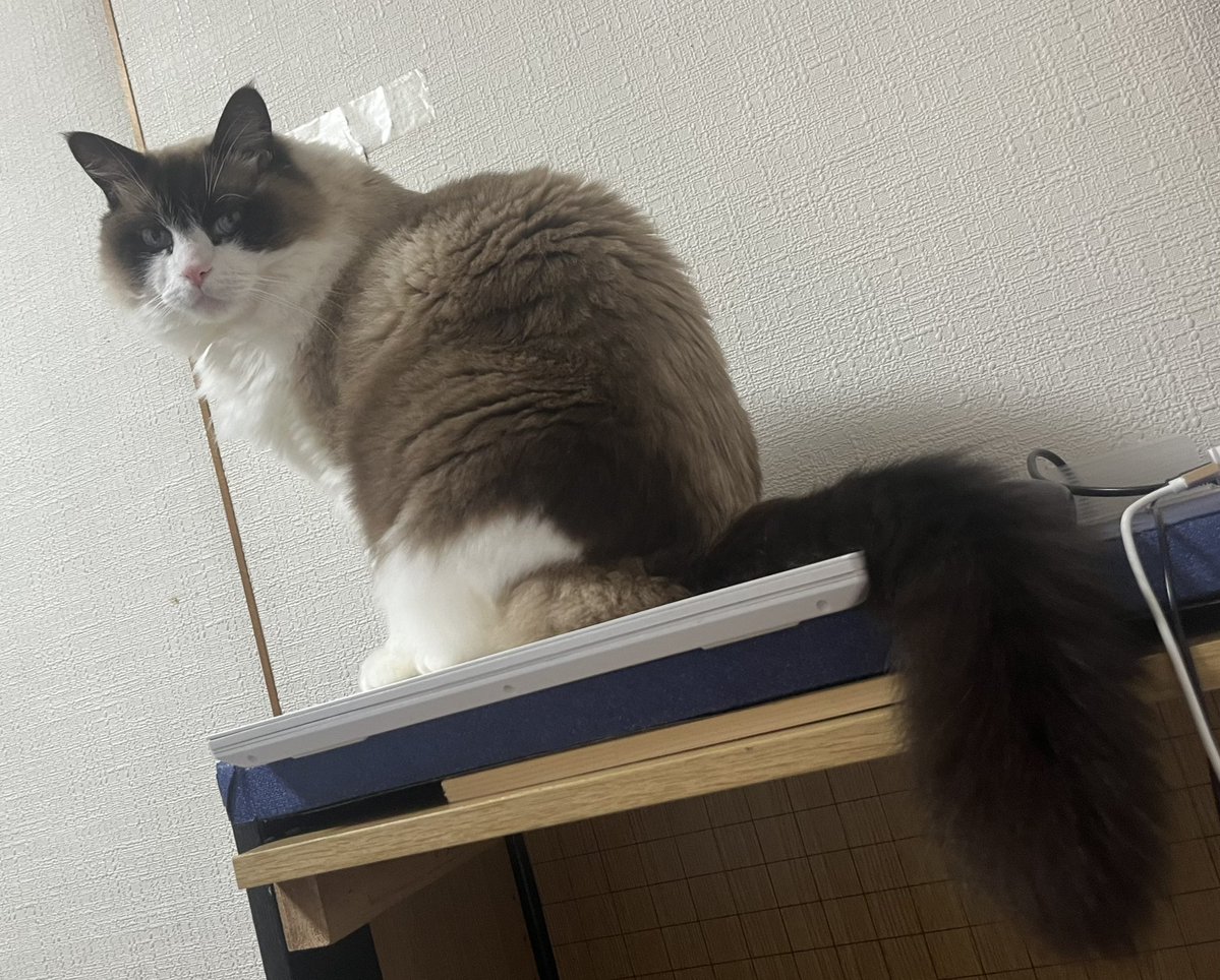 TAKASKE-【埼玉県】 🥷超修業中🥷 tweet media