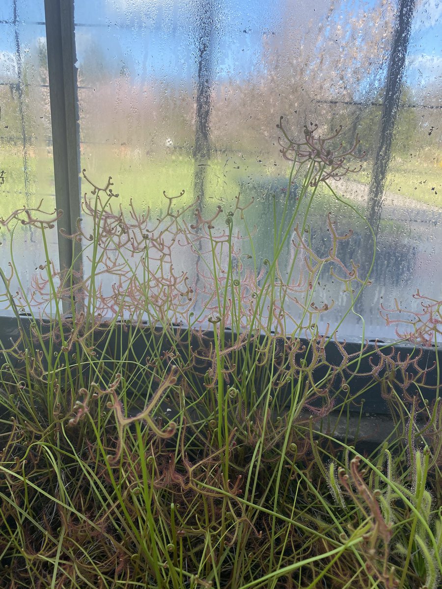 aleksandra tweet media