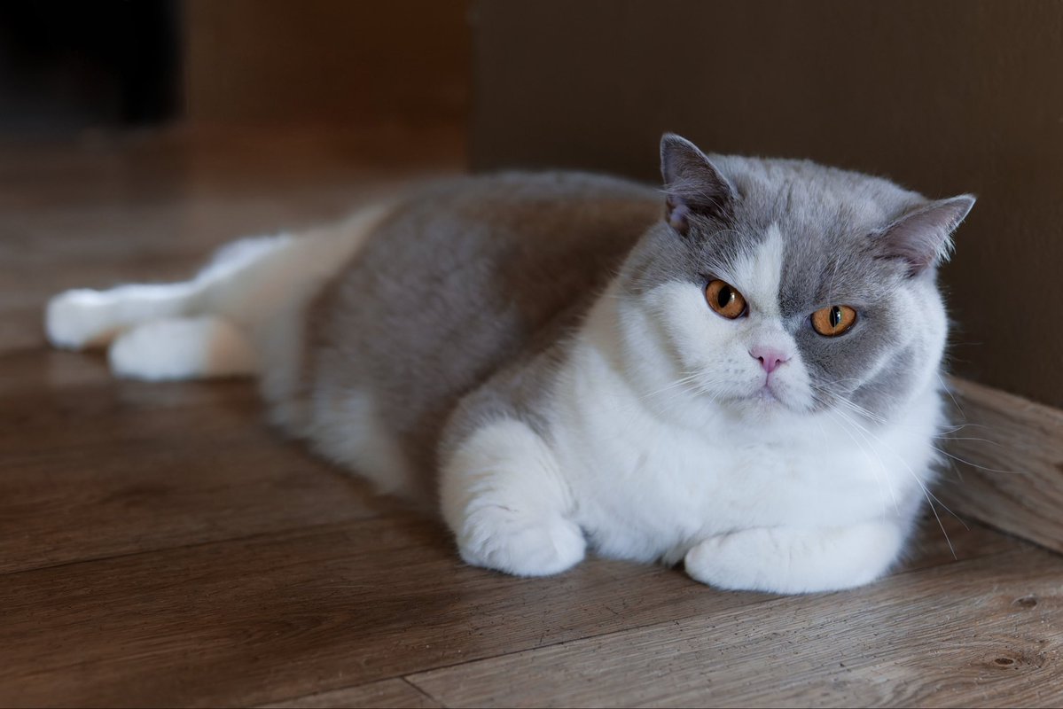 Jan Krčál tweet media