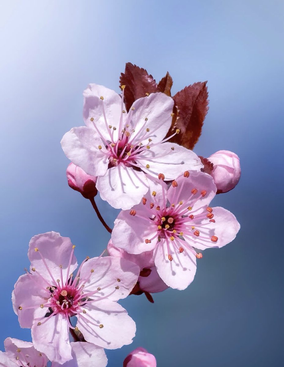 Feson Shokoory tweet media