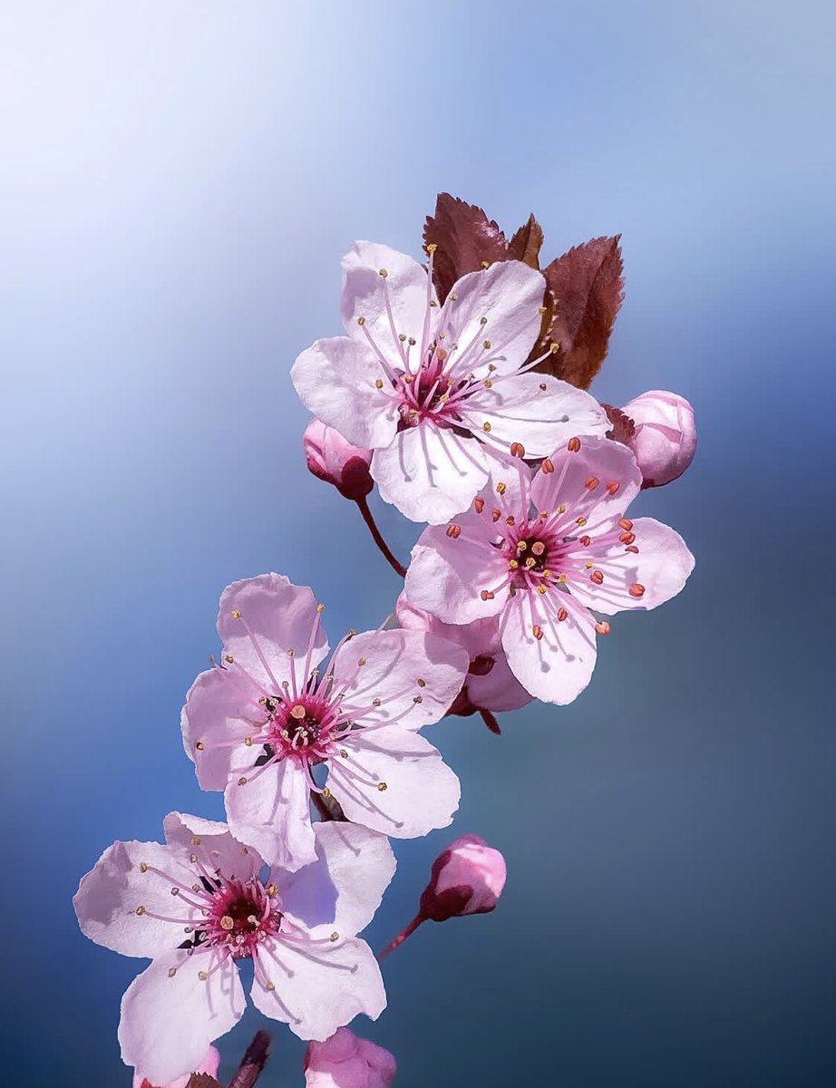 Feson Shokoory tweet media