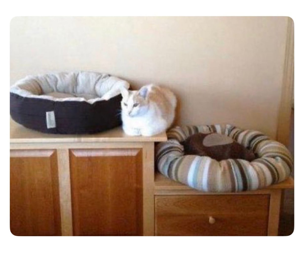 Jenica Eugenia 2 tweet media