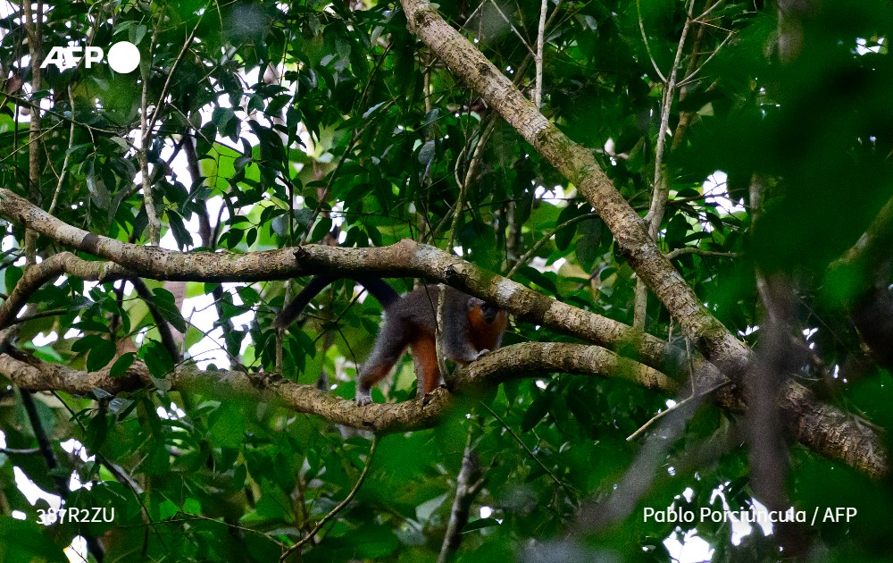 Agence France-Presse tweet media