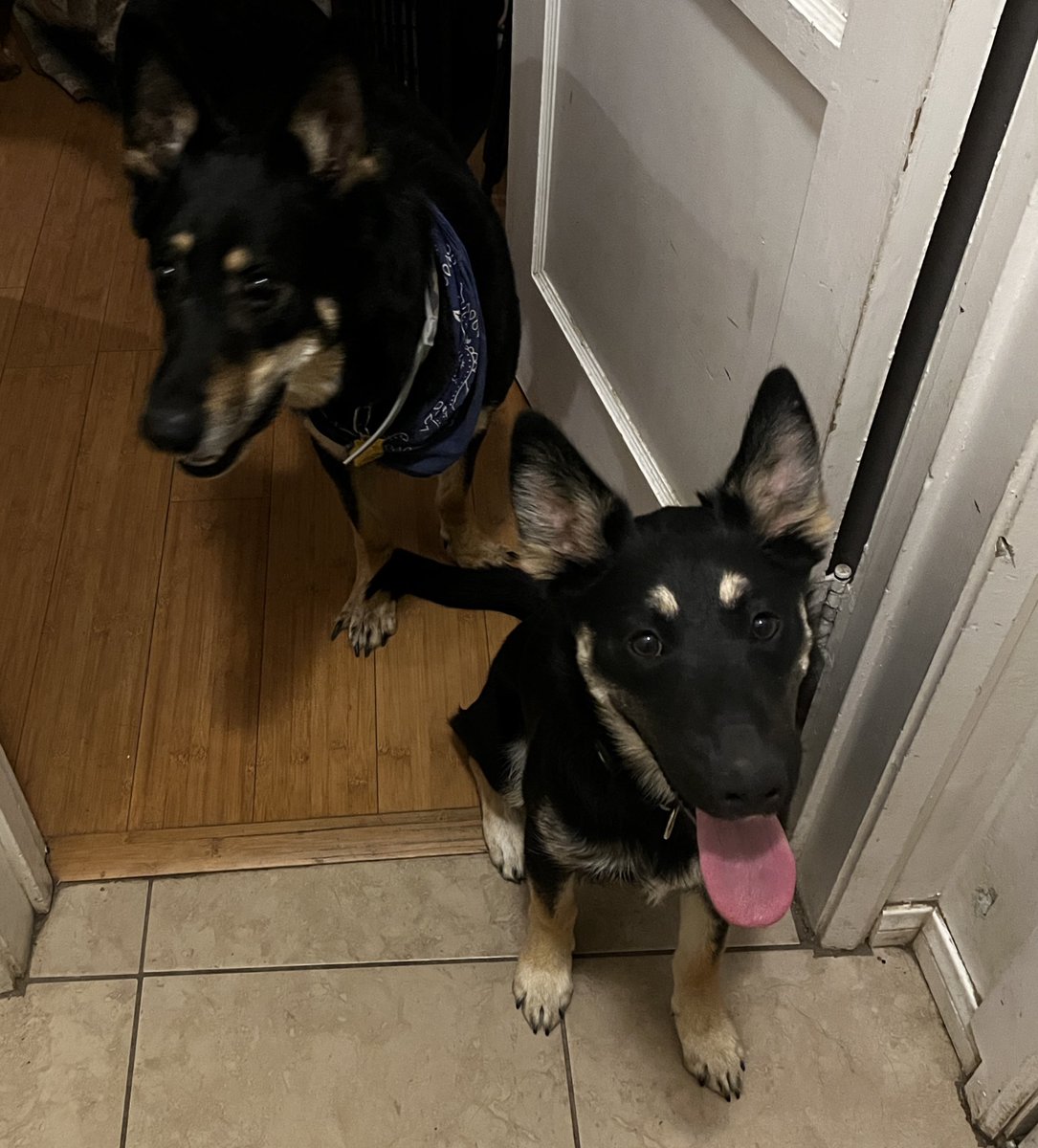 My boy Blue and his protege Ruby.