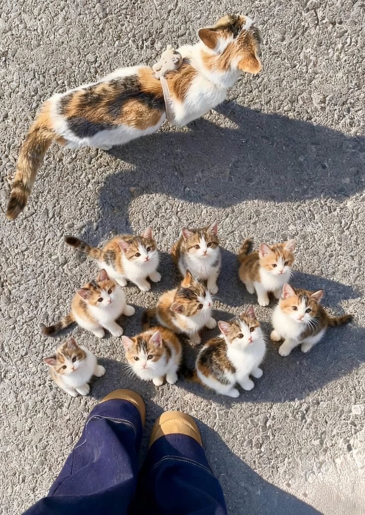 Cute Cats 🐱 tweet media