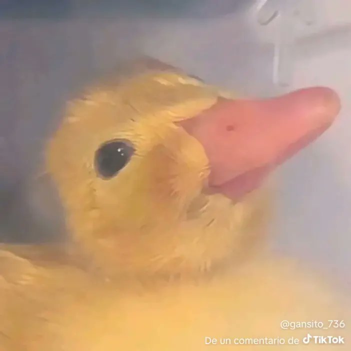 👑🇦🇷El Traje🏳️‍🌈👑 tweet media