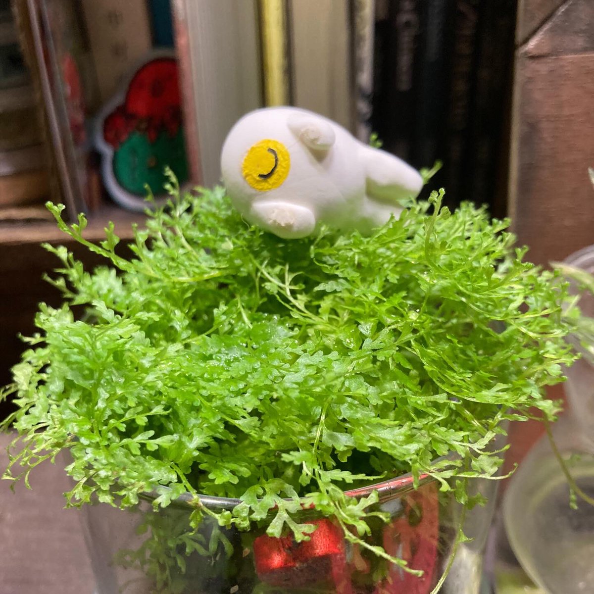 袋小路K♨️ tweet media