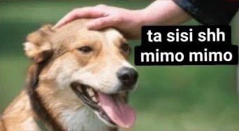 Cachichien tweet media