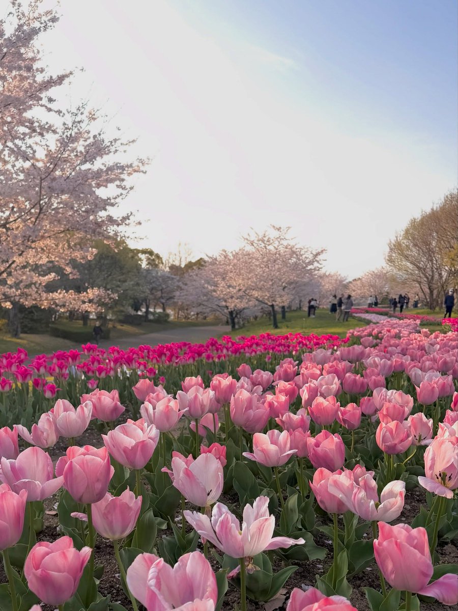 Only Tulips tweet media