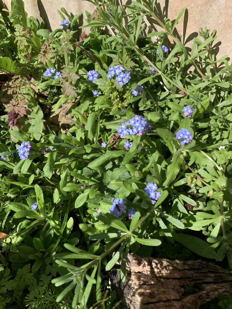 waves_wings's tweet photo. Beautiful sunshine for an Easter Monday in the garden full of spring flowers. Tulips, Daffodils, Blue Bells, White Bells, Forget me Nots &amp; Camellia. #spring  #springflowers #FlowersOnMonday https://t.co/shEYeKkbwV