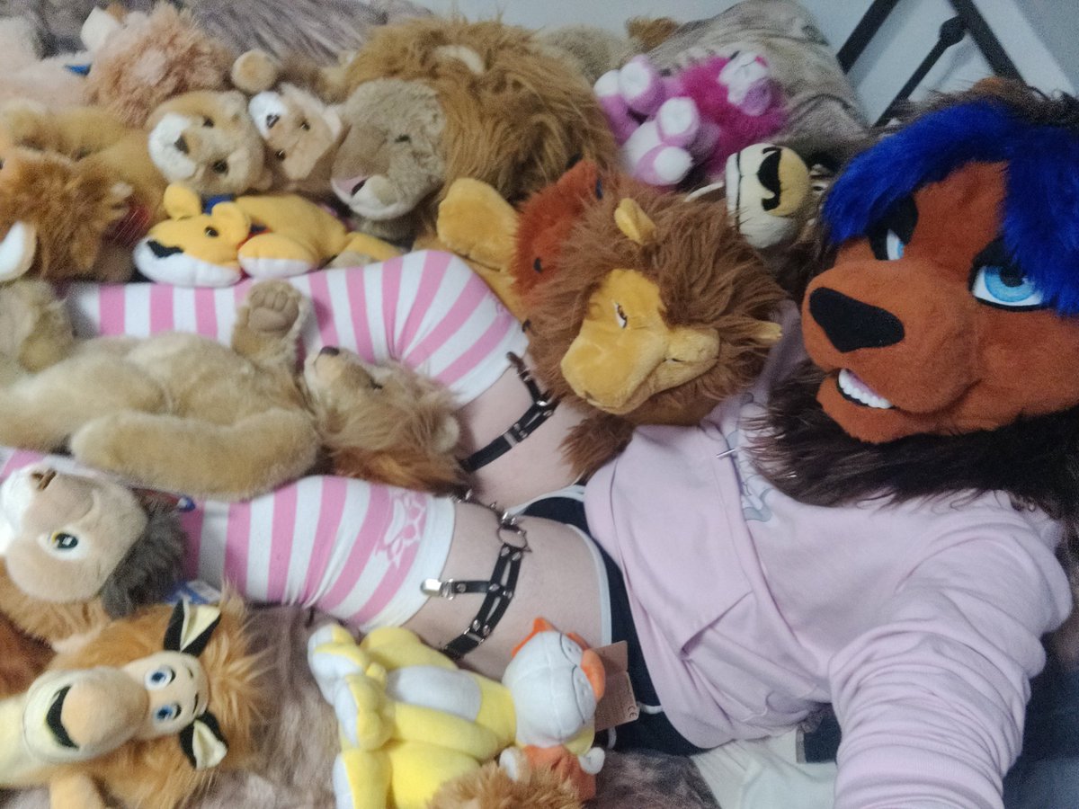 Setcho! 🔜 Animalz tweet media