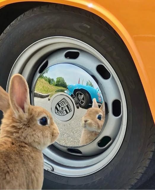 archistar tweet media