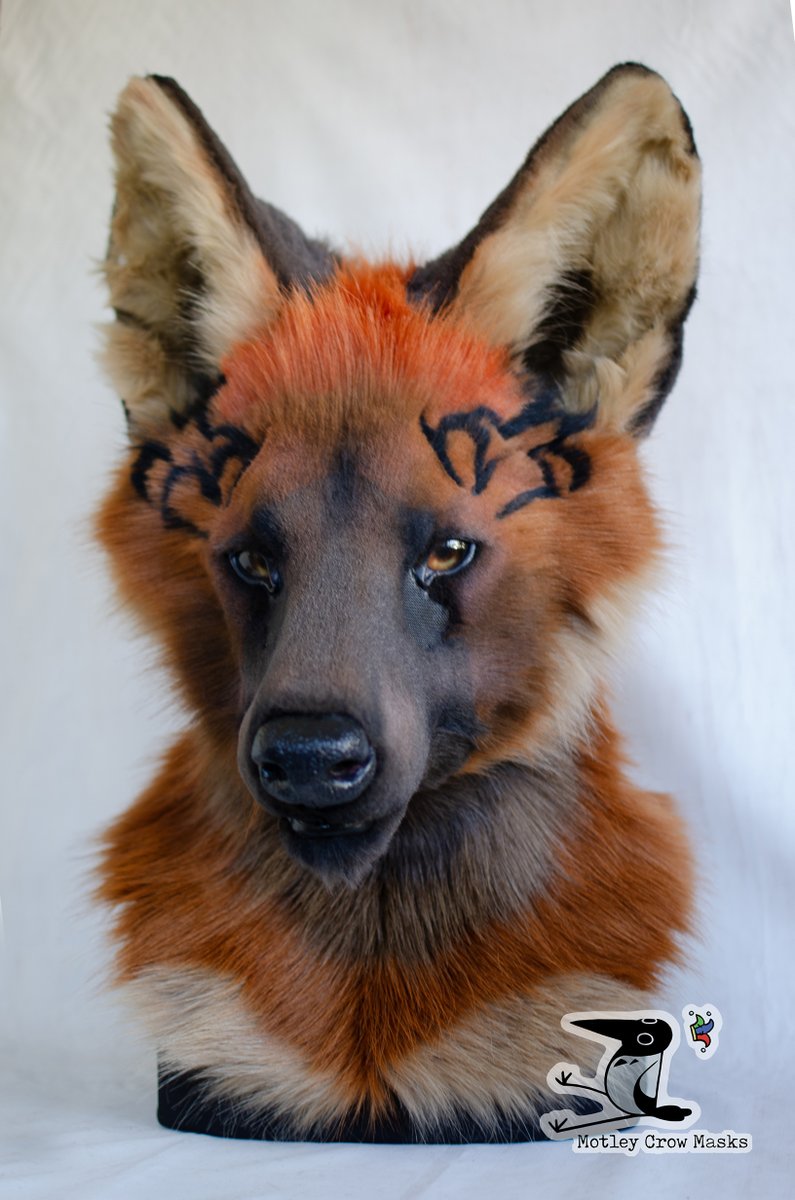 MotleyCrowMasks's tweet photo. Akyon the maned wolf has headed home to @AkyonWolf! He'll have paws and a tail coming up soon as well. He's built on my sighthound base, and I loved having the opportunity to try using it cross-species! It worked out very nicely with minor modifications. https://t.co/91DUFvvvg3