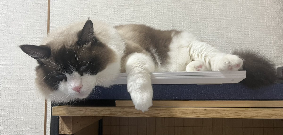 TAKASKE-【埼玉県】 🥷超修業中🥷 tweet media