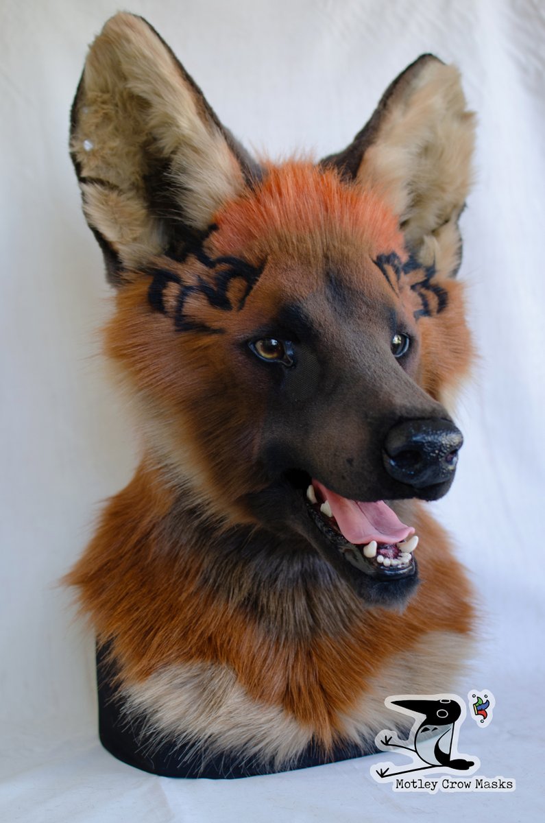 MotleyCrowMasks's tweet photo. Akyon the maned wolf has headed home to @AkyonWolf! He'll have paws and a tail coming up soon as well. He's built on my sighthound base, and I loved having the opportunity to try using it cross-species! It worked out very nicely with minor modifications. https://t.co/91DUFvvvg3