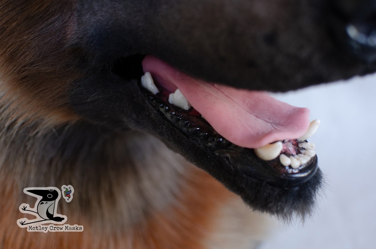 MotleyCrowMasks's tweet photo. Akyon the maned wolf has headed home to @AkyonWolf! He'll have paws and a tail coming up soon as well. He's built on my sighthound base, and I loved having the opportunity to try using it cross-species! It worked out very nicely with minor modifications. https://t.co/91DUFvvvg3