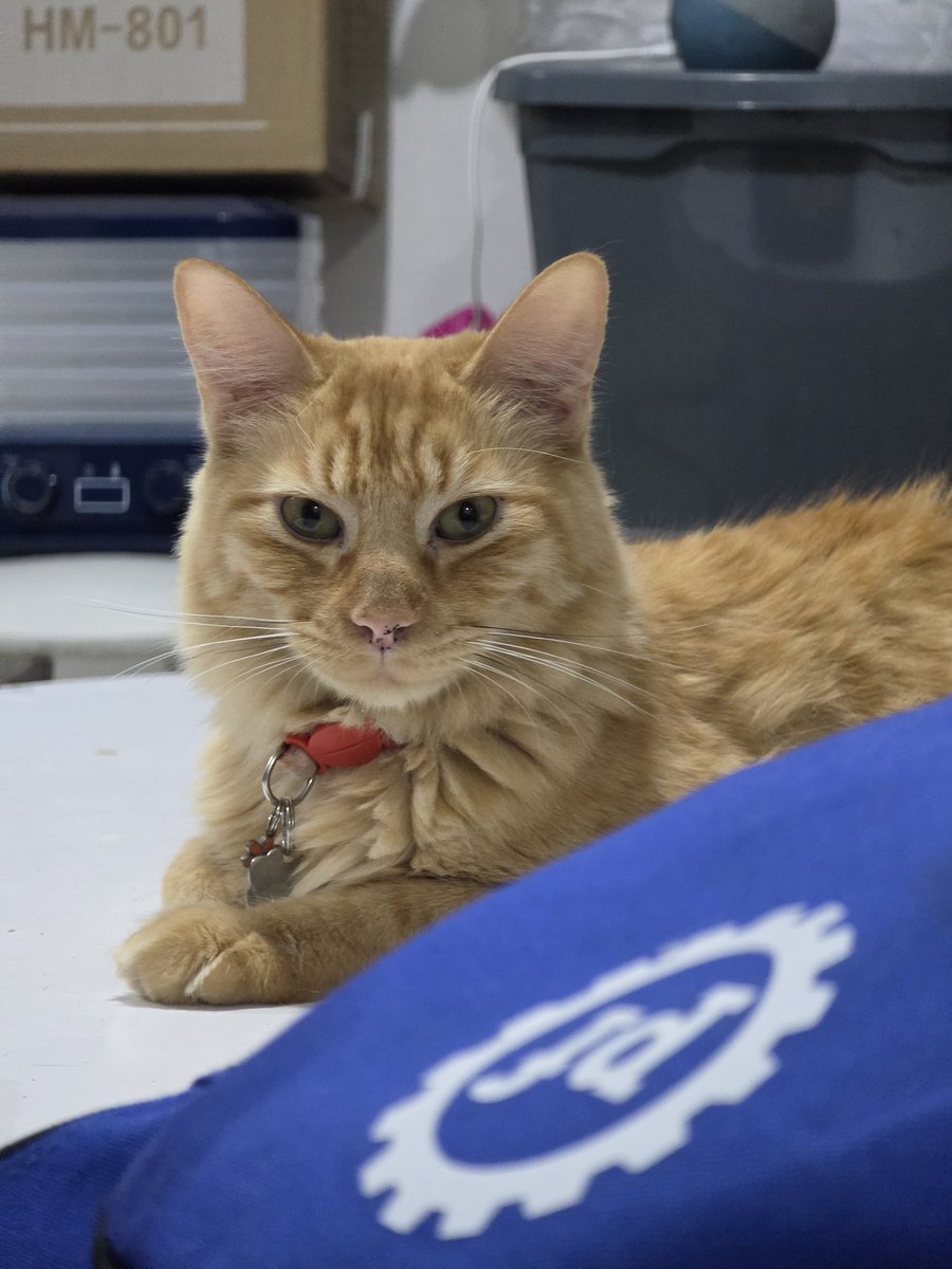 Este cabrón es mi vida y se aprovecha de cuanto lo amo 🧡