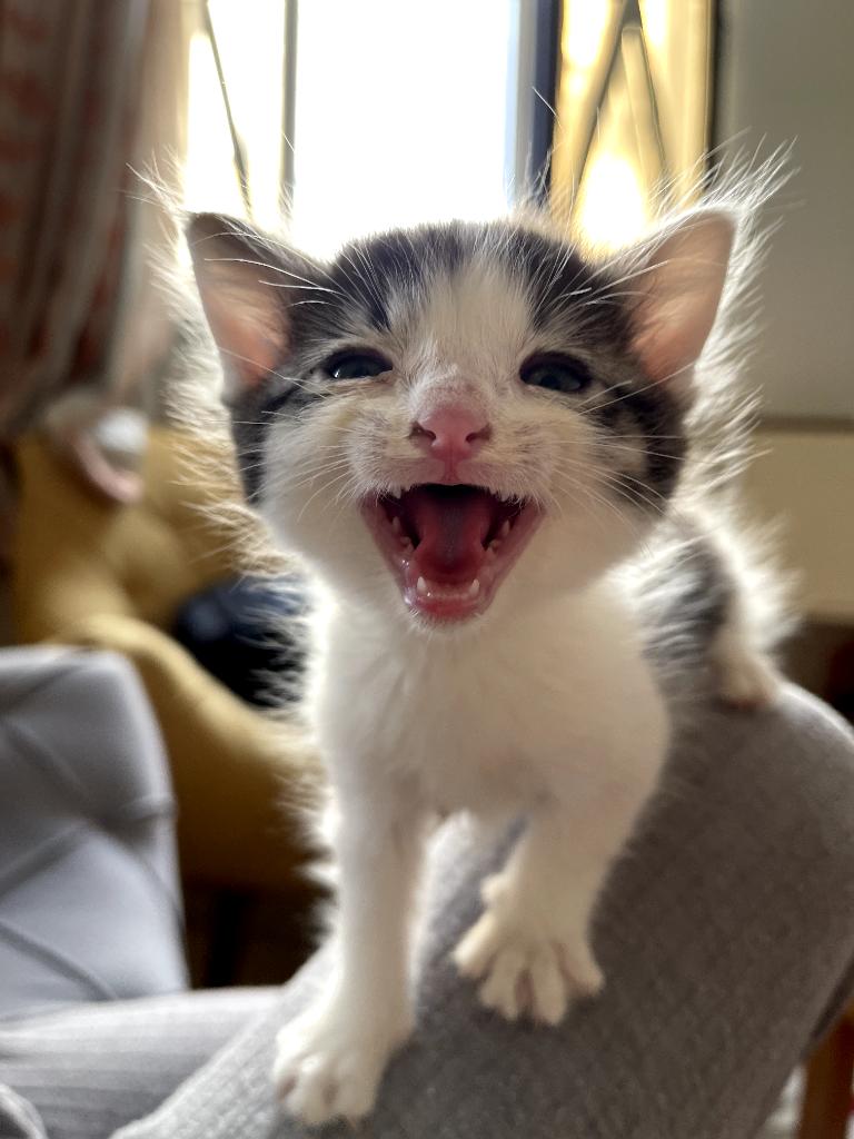 آناستازیا (خواهر ناتنی سیندرلا) tweet media