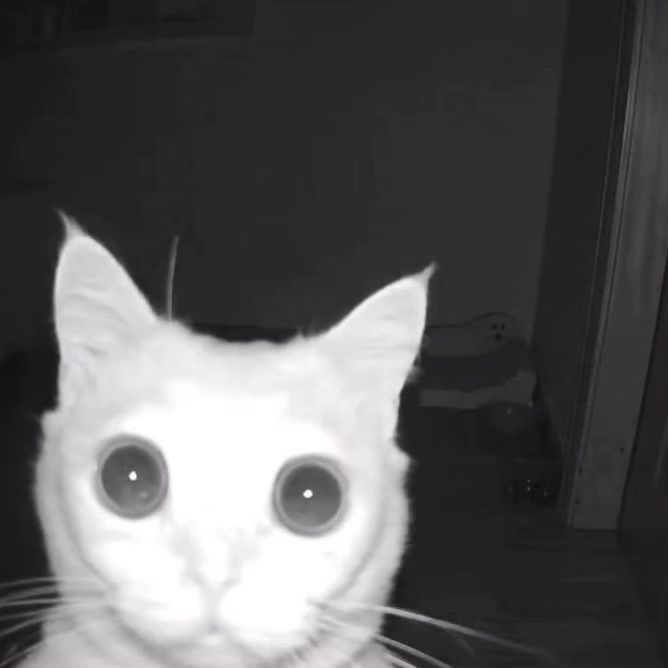 Punch Cat (@punchingcat) on Twitter photo 