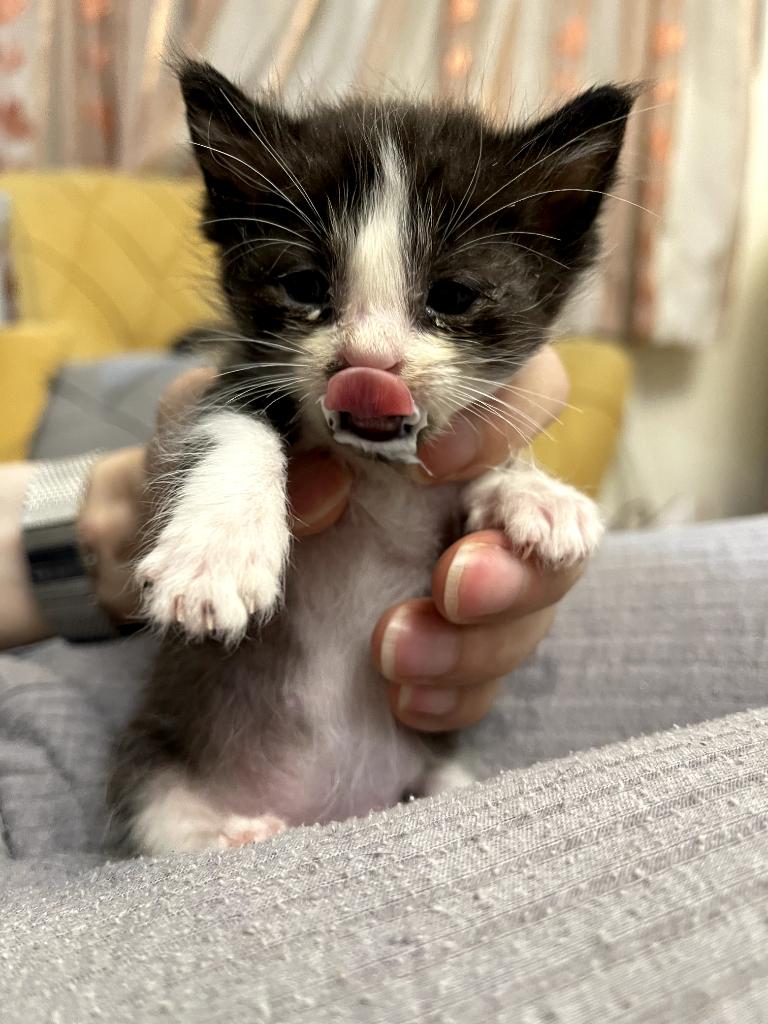 آناستازیا (خواهر ناتنی سیندرلا) tweet media