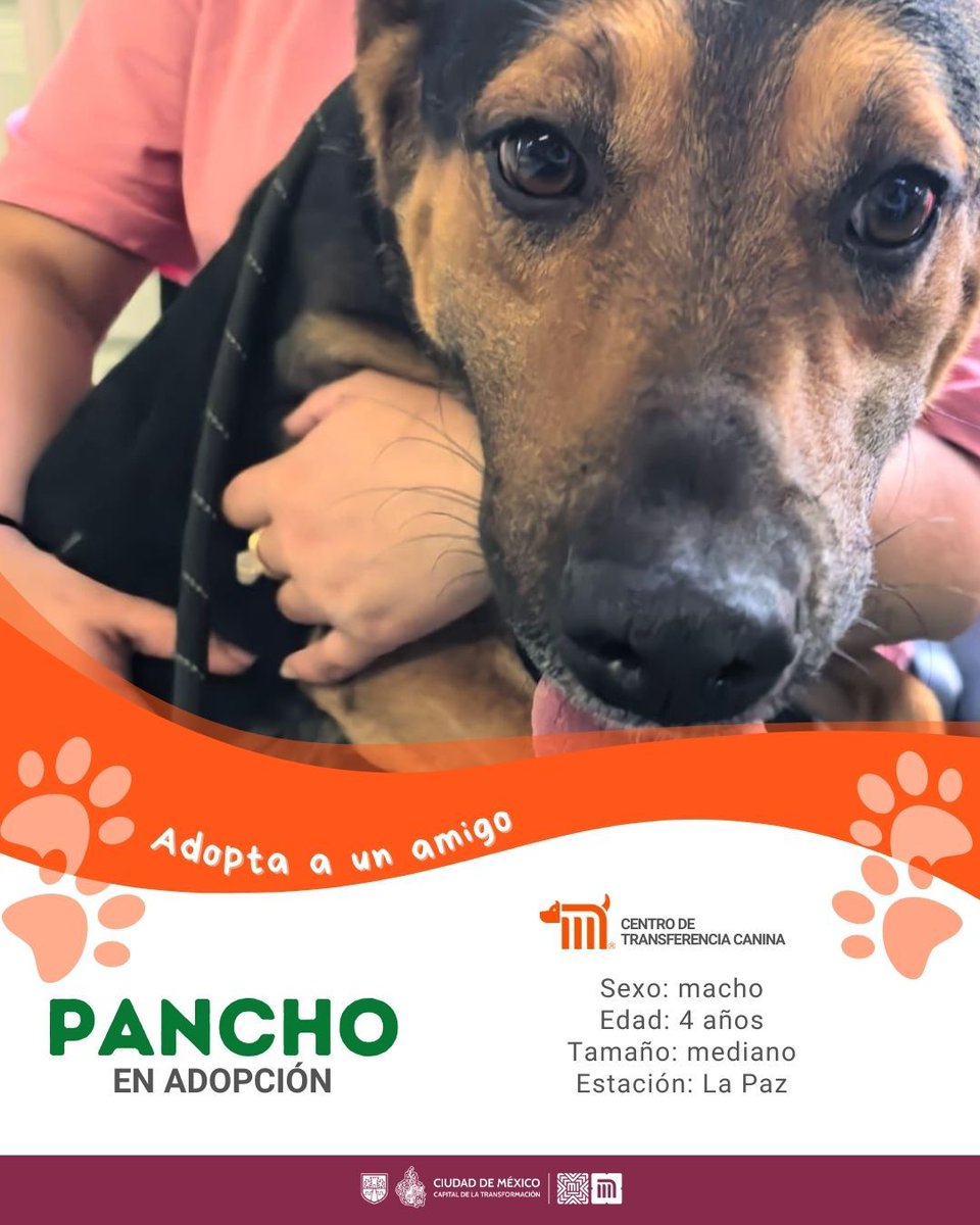 ¡Llena tu vida de aventuras! Conoce y adopta a Pancho, un macho muy cariñoso; tiene 4 años y desea encontrar un bonito hogar. Fue rescatado en la estación La Paz, Línea A.  Consulta los requisitos para que forme parte de tu familia: bit.ly/41Z16Cd 🐶🏡 🐾 #AdoptaMetro