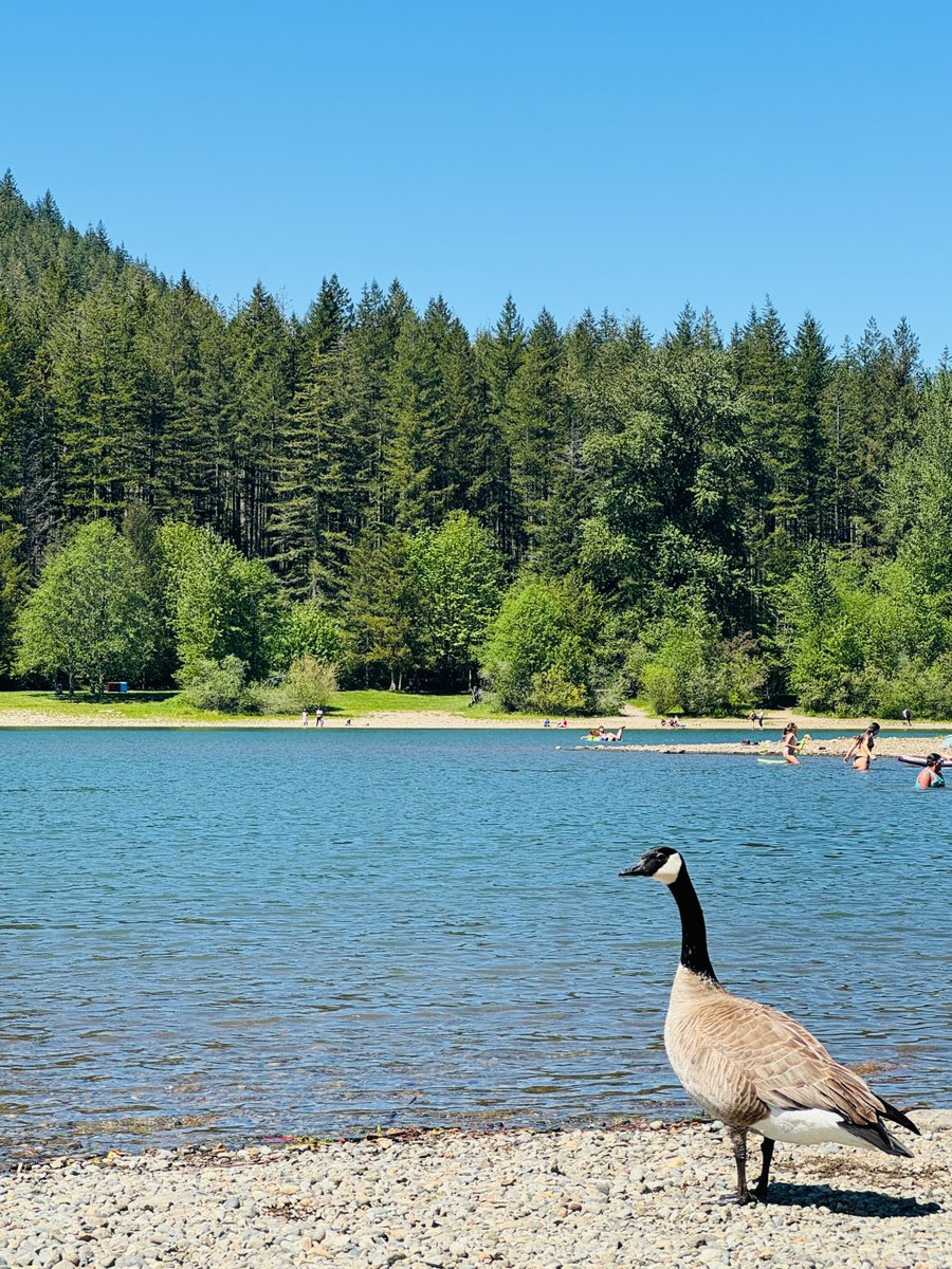 dvassallo's tweet photo. Spring in the Pacific Northwest https://t.co/5plIAjSJ9u