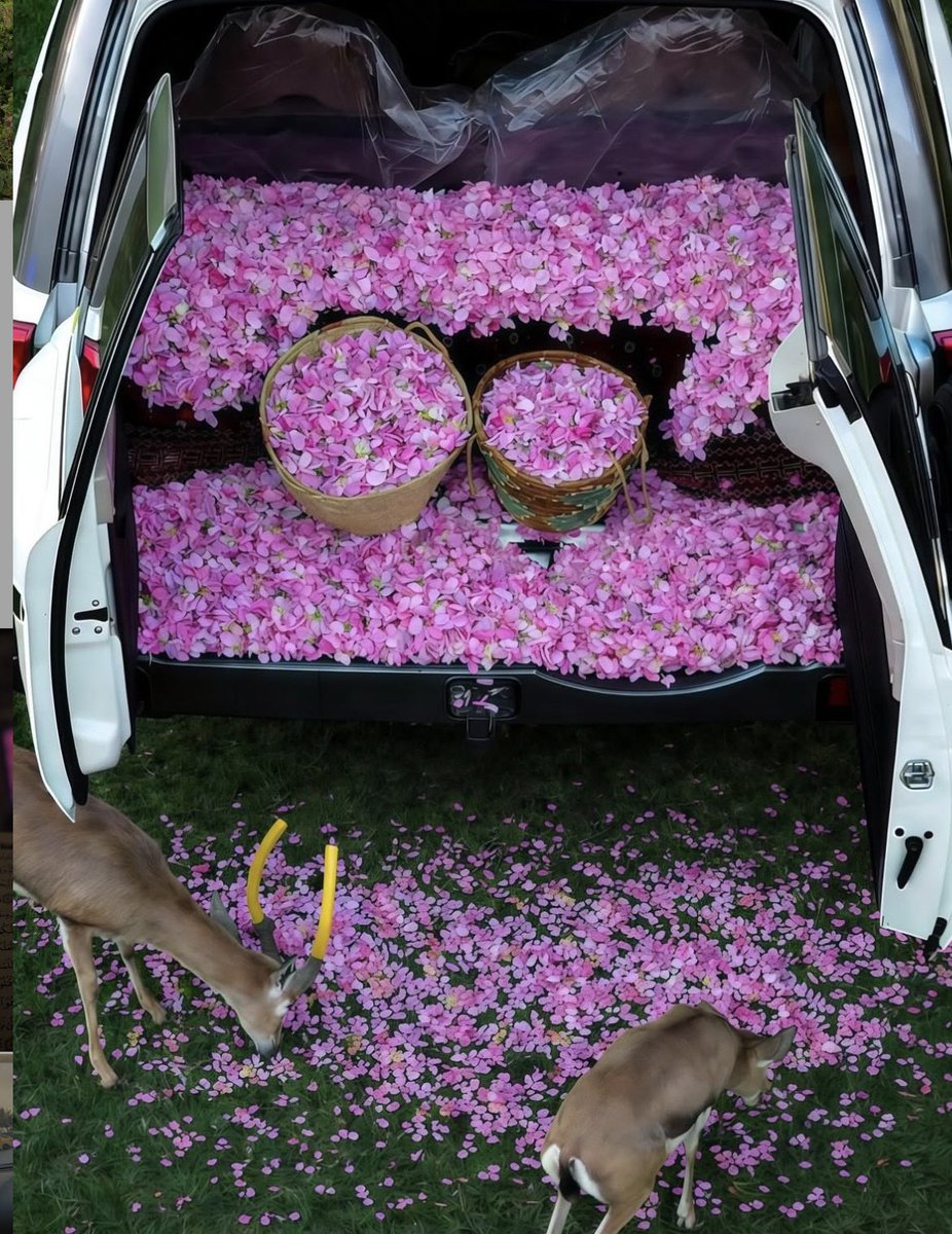 #فريق_طقس_المملكة 🇸🇦 tweet media