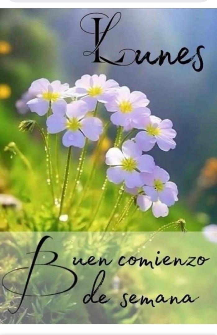 wenmall's tweet photo. @Zulimachcobo_ Zulimaaa mi preciosa y linda zulimaaa, bonita y maravillosa ❤️🌹🥰, saludos cafeciemos que tengas un excelente inicio de semana y la pases super bien en este maravilloso día 🙏🌹💞🥪☕🌞 https://t.co/b78prfy57e